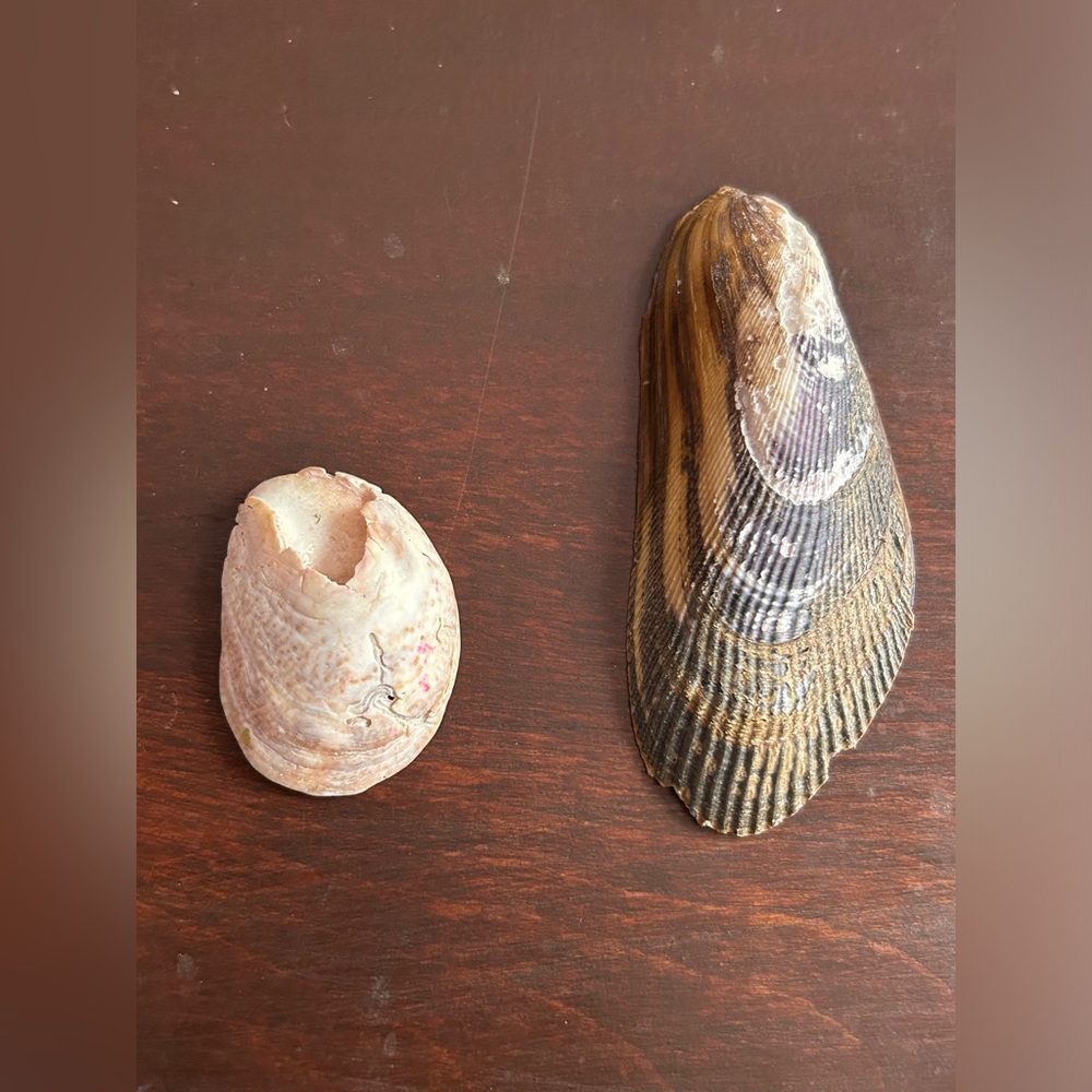 Assorted Seashell Collection - Picture 3 of 4